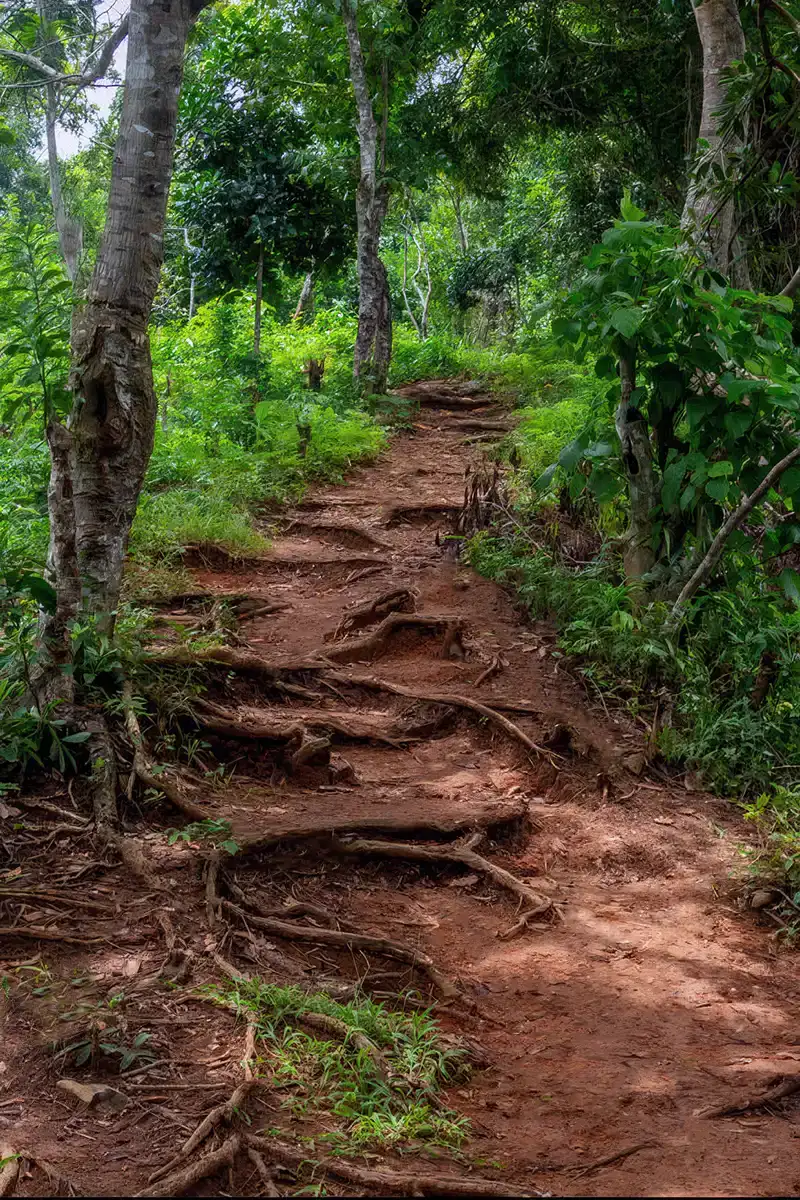sentier-lokobe-sous-bois forest path in Lokobe