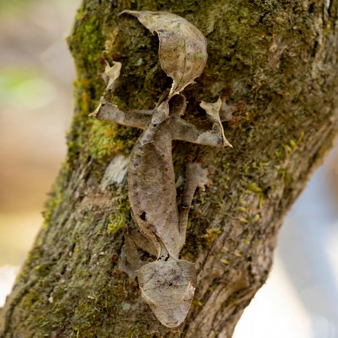 uroplatus